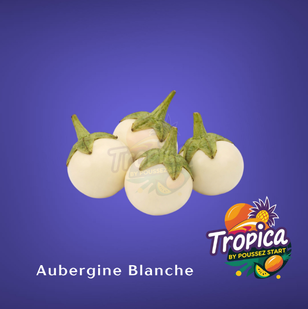 African eggplant - Garden egg- Aubergine africaine