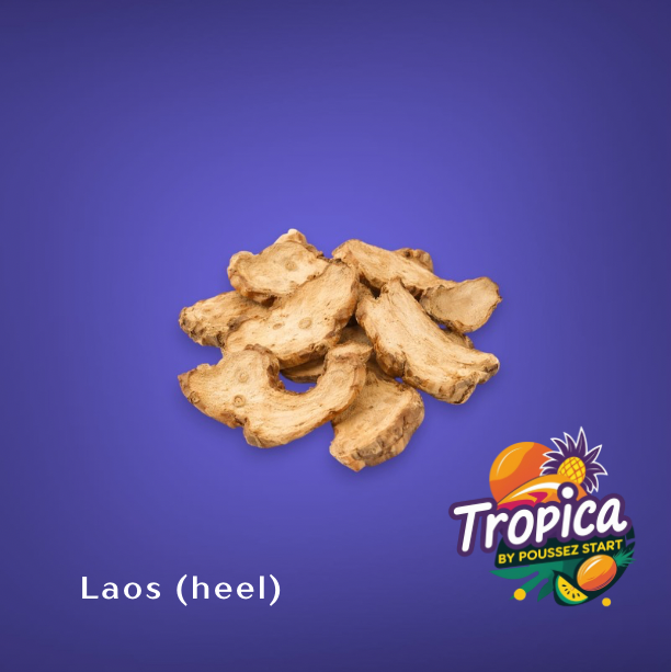 Laos (Heel) – Verse Galangawortel
