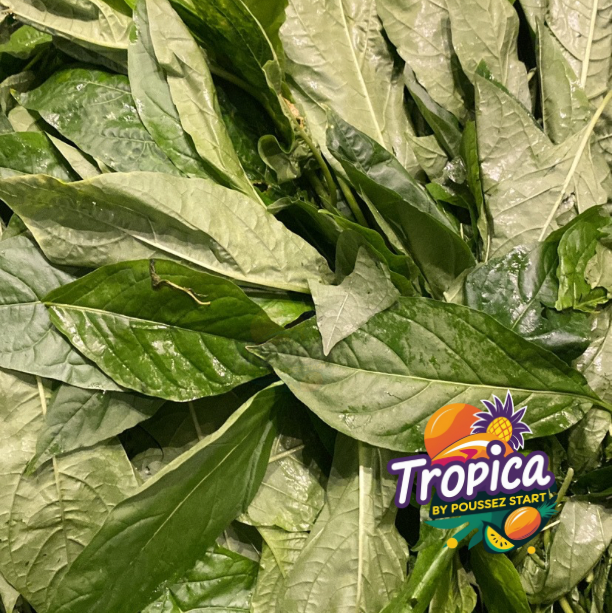 Surinamese Bitawiri – Bitter leaf- Feuille amère - bitter leaf - Bitter greens - Onugbu