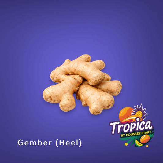 Gember (Heel) – Verse Gemberwortel