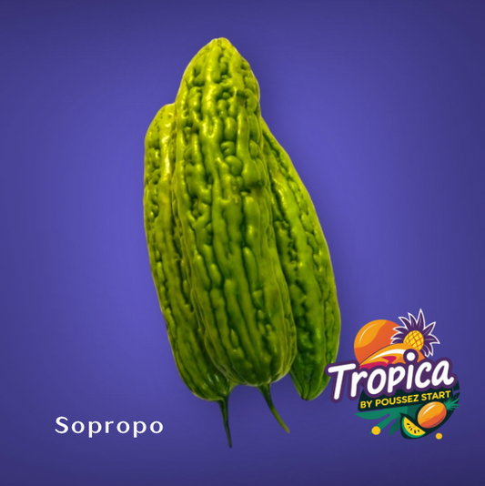Sopropo - Ampalaya - Bitter melon - Concombre amer - Ku Gua