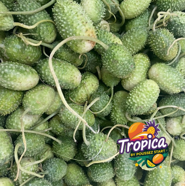 Angrokie / Boskomkommer ¨caribbean¨