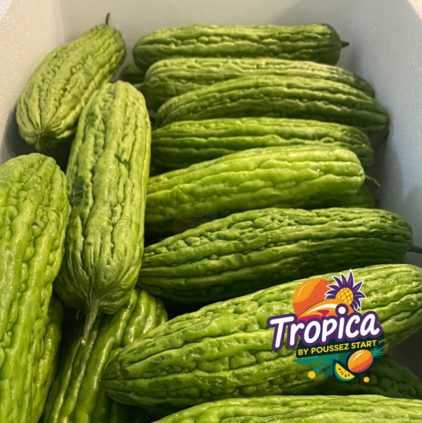 Sopropo - Ampalaya - Bitter melon - Concombre amer - Ku Gua