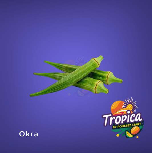 Oker - Lady’s finger - Bhindi - Ila - Quimbombó