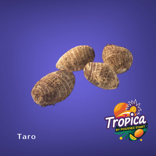 Chinese Tayer - Dasheen - Taro