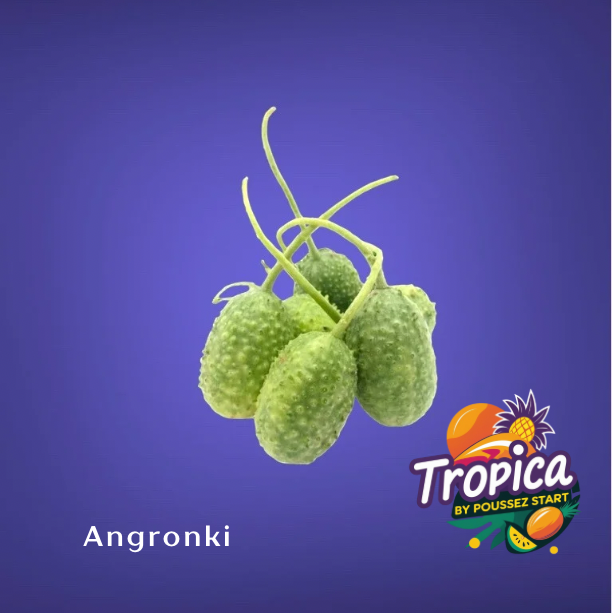 Angrokie / Boskomkommer ¨caribbean¨