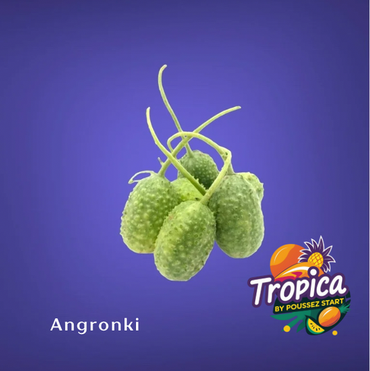 Angrokie / Boskomkommer ¨caribbean¨