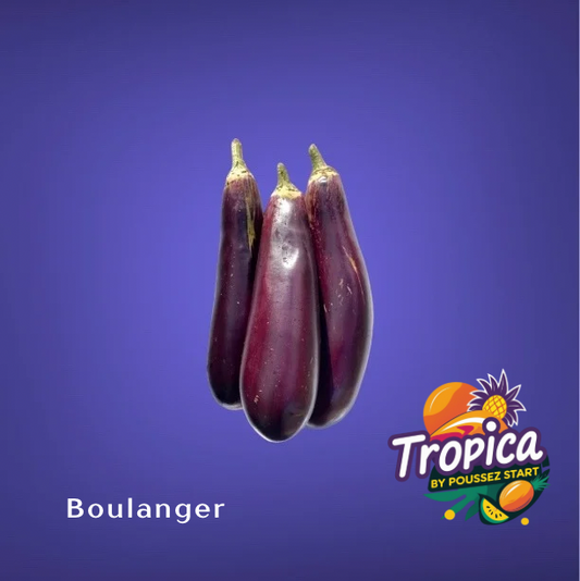 Surinaamse Boulanger – Tropische Aubergine