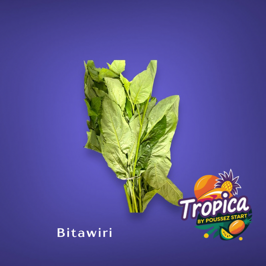 Surinaamse Bitawiri (Bitterblad)