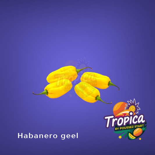 Habanero geel pepers