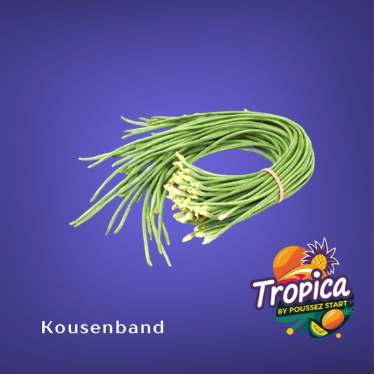 Kousenband - Haricovert - Snijbonen - Bora