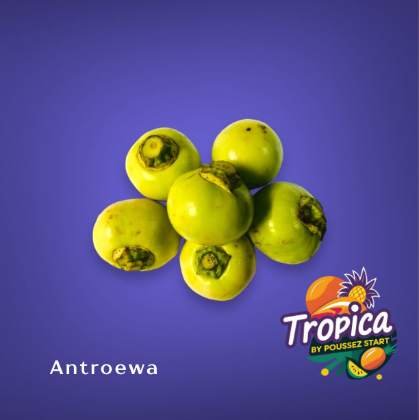 Surinaamse Antroewa