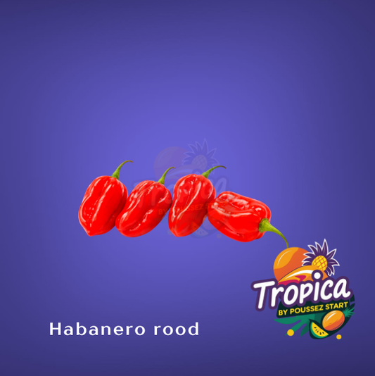 Habenero pepers